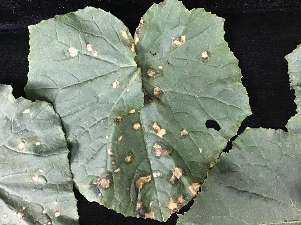 Cucumber angular leaf spot